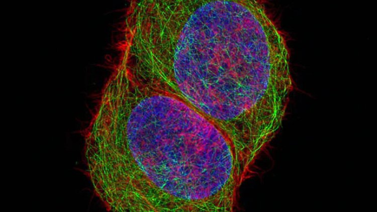 梅州共聚焦显微镜